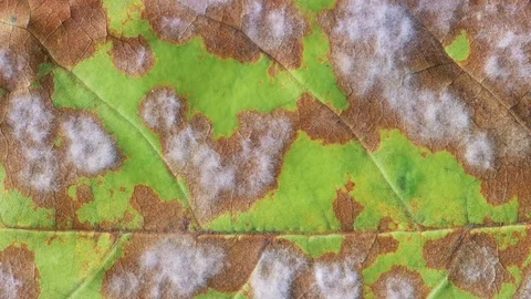 Timelapse of autumn leaf getting yellow, beautiful natural animation. Stock Footage 95611248