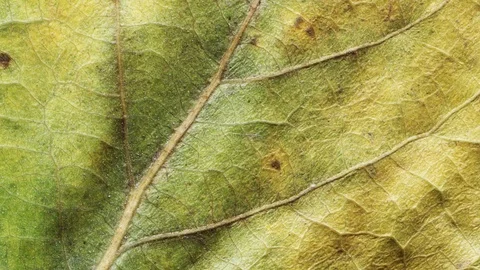 Timelapse of autumn leaf getting yellow, beautiful natural animation. Stock Footage 95611302