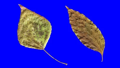 Timelapse of autumn leaves aging, beautiful natural animation. Stock-Footage 95232753