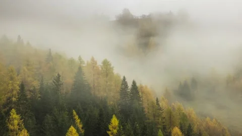 Timelapse in autumn of pine trees and yellow larches Stockbeeldmateriaal 130187872