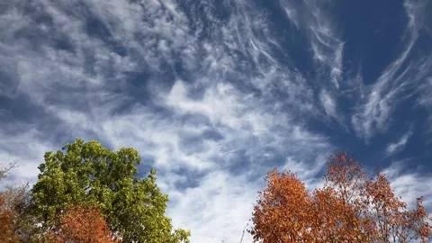 Timelapse autumn tree and clouds in the sky 4k Stock Footage 255067522