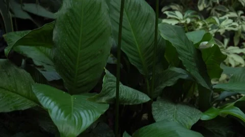 Timelapse, background, textures of leaves and trees in the park Stock Footage 139836787