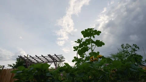 Timelapse from backyard. Stock Footage 243845961