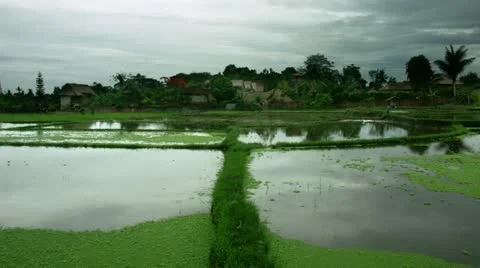 Timelapse Bali field Stockbeeldmateriaal 11528350