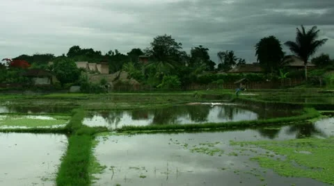 Timelapse Bali field Vídeo Stock 11528351