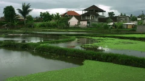 Timelapse Bali field 스톡 동영상 11528354