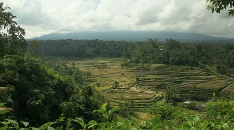 Timelapse - Bali Rice Field 動画素材 57971958
