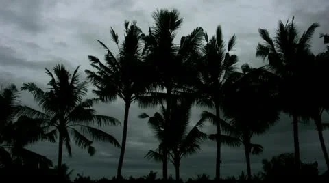 Timelapse Bali trees 스톡 동영상 11528349