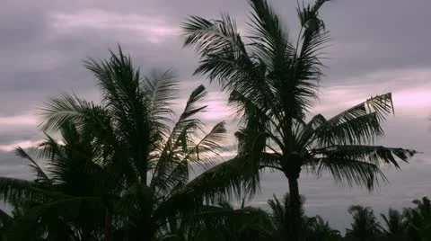 Timelapse Bali trees 스톡 동영상 11528355