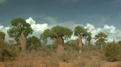 Timelapse Baobab Madagascar Stock Footage 10838728