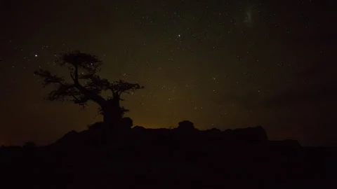 Timelapse of a baobab tree silhouette at night Stock Footage 310545137