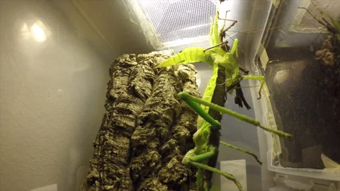 Timelapse: a bark stick insect molts in a plastic terrarium and sheds its Stock Footage 205589670
