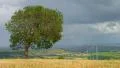 Timelapse of beautiful autumn landscape, lonely tree, wind turbines rotating 4k or 4k+ Resolution