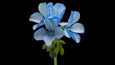 Timelapse of beautiful blue geranium flower blooming Stock Footage 253899994