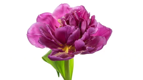 Timelapse of beautiful bright pink striped colorful tulip flower blooming on 스톡 동영상 148499862