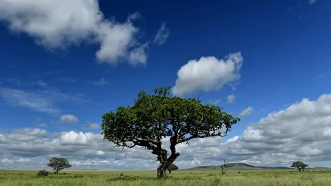 Timelapse of Beautiful Cloudscape Nature Background. Tanzania Vidéo 116425694