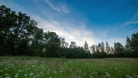 Timelapse with beautiful evening sky over forest and wild meadow. Stock Footage 200934162