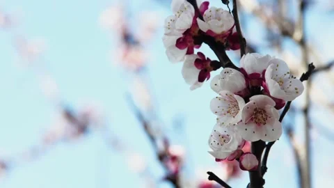Timelapse of a beautiful flowering spring branch against the sky Vídeos de archivo 236809276