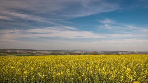 Timelapse - Beautiful moving clouds over a canola field Video stock 129077824
