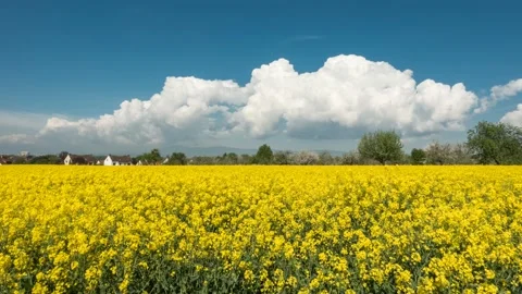 Timelapse - Beautiful moving clouds over a canola field Vídeo Stock 155187503