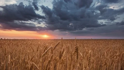 Timelapse of a beautiful orange sunset over a field of rye. 動画素材 234720028