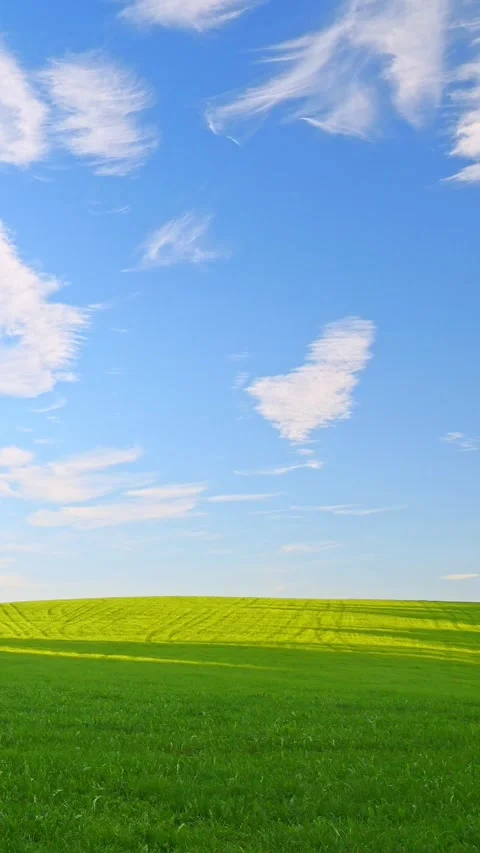 Timelapse of a Beautiful Spring Meadow with Dandelions in Bloom, Blue Sky, an Video stock 309228195