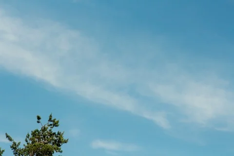 Timelapse of a beautiful sunny sky with a tree, clouds and birds. Stock Footage 108778073