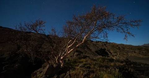 Timelapse of beautiful tree in Iceland with Norhern Lights Stock Footage 105620406