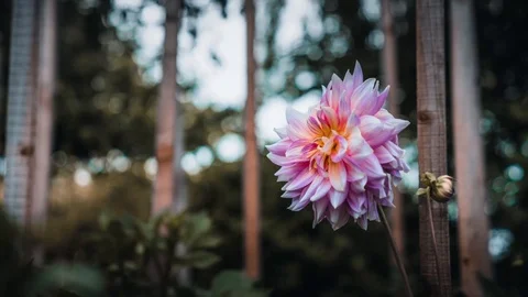 Timelapse of a bee pollinating Vídeo Stock 102781877
