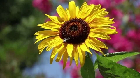 Timelapse of a bee on a sunflower Stock Footage 69099127