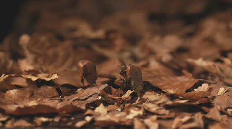Timelapse beech tree seeds growing Stock Footage 36665849