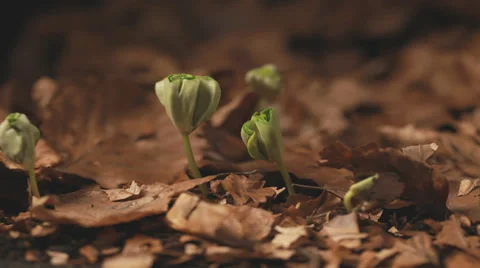 Timelapse beech trees growing from seed to small plant Stock Footage 36666351
