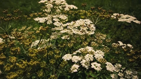 Timelapse of bees on flowers Stock Footage 90848386