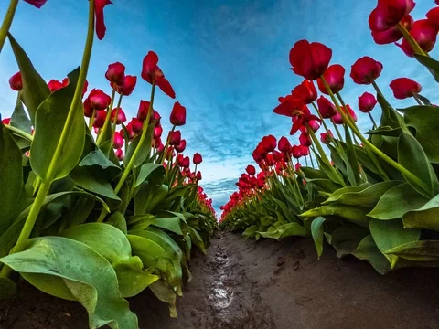 Timelapse between rows of tulip flowers Stock Footage 129888576