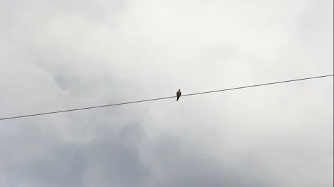 Timelapse of Bird Sitting on a Wire with Clouds Rushing by Stock-Footage 164340076