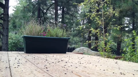 Timelapse of Birds in the Garden Video stock 42202181