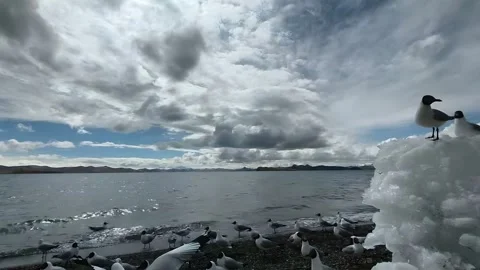 Timelapse: Black-Headed Gulls on Icy Shore, High-Altitude Lake, Yunnan, China Vídeos de archivo 336060702