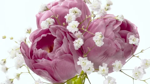 Timelapse of a blooming bouquet of three light pink Tulip flowers, on a white Stock Footage 129397934