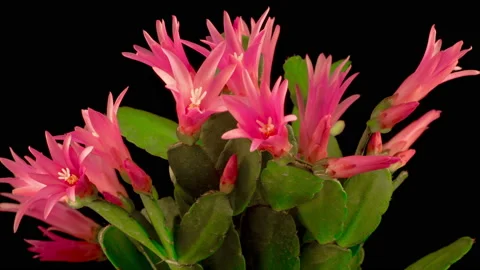 Timelapse of Blooming Cactus Stock Footage 105438772