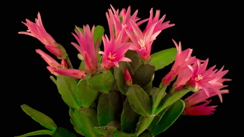 Timelapse of Blooming Cactus Stock Footage 110703948