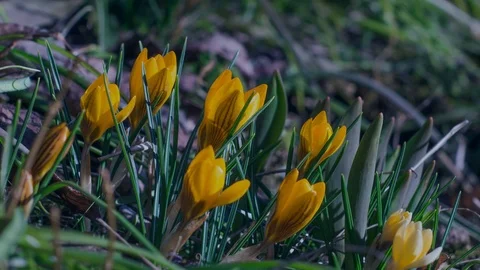 Timelapse of blooming crocus flowers Stock Footage 103838400