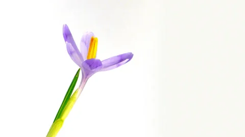 Timelapse blooming crocus Stock Footage 36071712