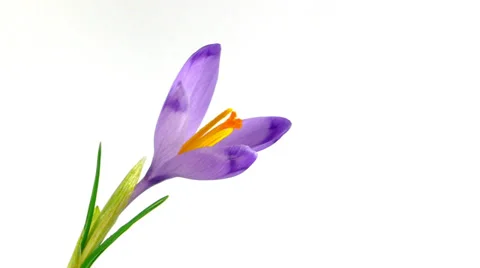 Timelapse blooming crocus Stock Footage 36071924