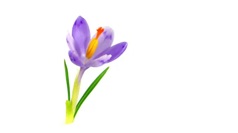 Timelapse blooming crocus 動画素材 36072444