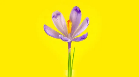 Timelapse blooming crocus Stock Footage 36073022