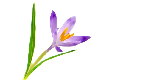 Timelapse blooming crocus Stock Footage 36074673