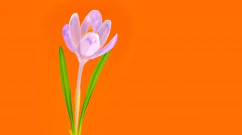 Timelapse blooming crocus Stock Footage 36378121