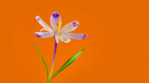 Timelapse blooming crocus Stock Footage 36397851