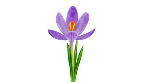Timelapse blooming crocus FulHD Stock Footage 36074936