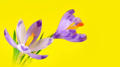 Timelapse blooming crocuses Stock Footage 36072801